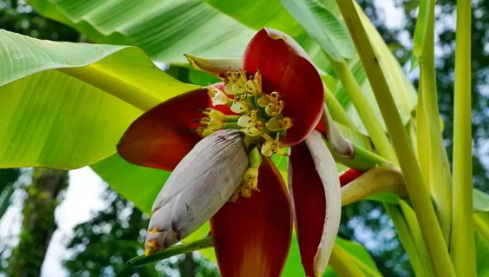 What Are The Best Ways To Combine Banaba Leaf Extract with Other Natural Ingredients What Are The Best Ways To Combine Banaba Leaf Extract with Other Natural Ingredients