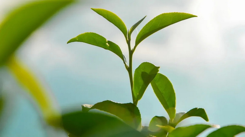 Top Green Tea Extracts Manufacturers in UK Top Green Tea Extracts Manufacturers in UK