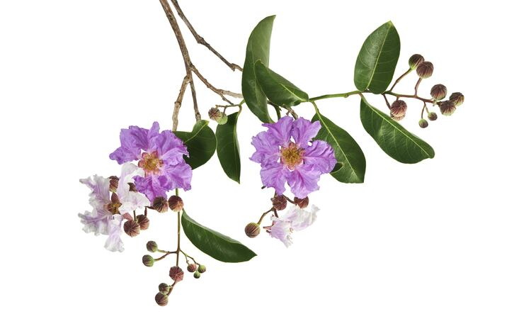 Top Banaba Leaf Extract Manufacturers and Suppliers in Portugal Top Banaba Leaf Extract Manufacturers and Suppliers in Portugal