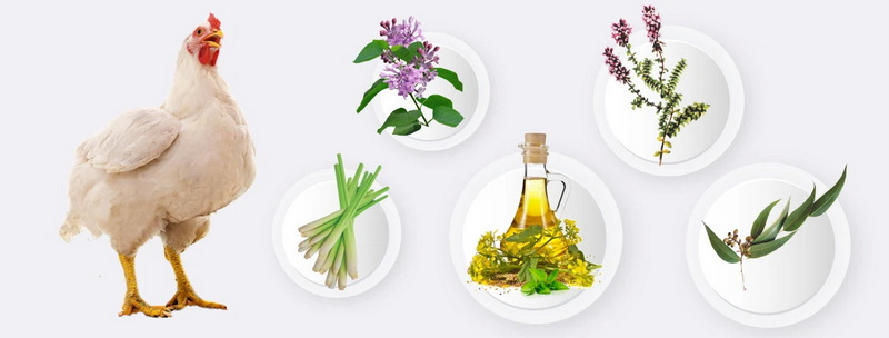 Top Natural Feed Additives Manufacturers in UK Top Natural Feed Additives Manufacturers in UK