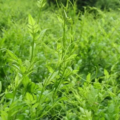 Vine Tea Extract Factory Vine Tea Extract Factory