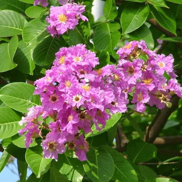 Banaba Leaf Extract Banaba Leaf Extract