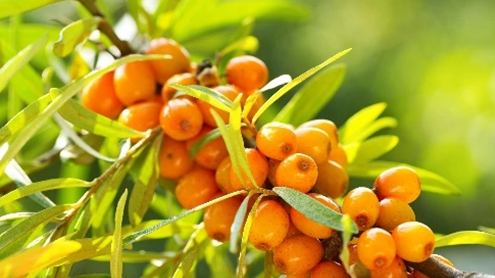 Sea buckthorn and bilberries may improve metabolic and heart health for women: RCT data