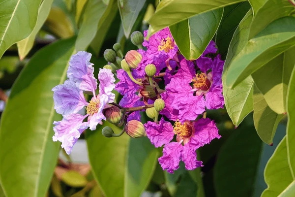 Banaba Leaf Extracts Banaba Leaf Extracts