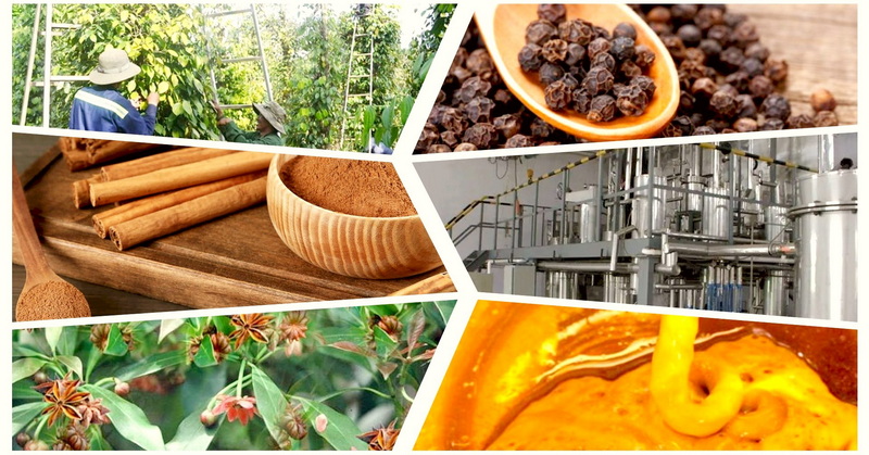Top Supercritical CO2 Extracts Manufacturers in Russia Top Supercritical CO2 Extracts Manufacturers in Russia