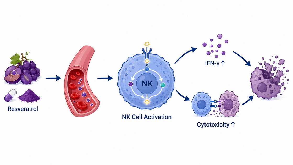 Resveratrol NK Cell Activation Pathway Resveratrol NK Cell Activation Pathway