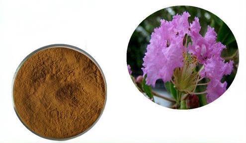 Banaba Extract (Corosolic Acid) Banaba Extract (Corosolic Acid)
