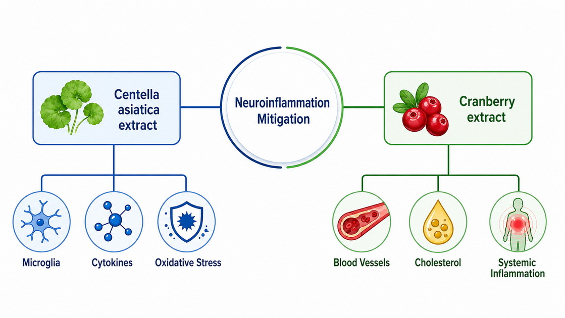 Neuroinflammation Ingredient Strategy Map Neuroinflammation Ingredient Strategy Map