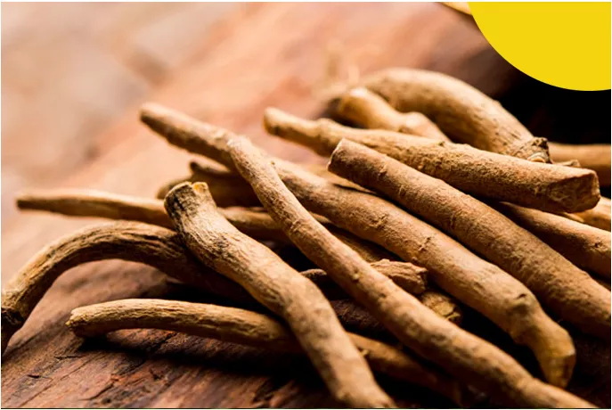 Top 10 Organic Extracts Manufacturer in China