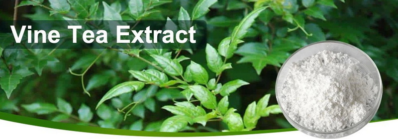 Vine Tea Extract Manufacturer