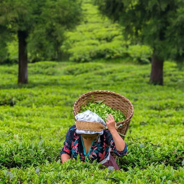 Green Tea Extracts for Health