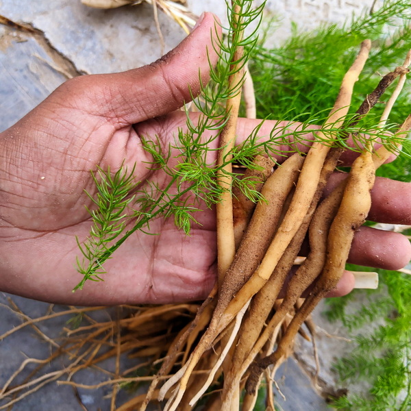 Phytochemical Manufacturers