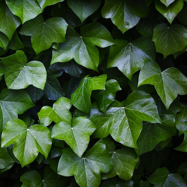 Ivy Leaf Extract