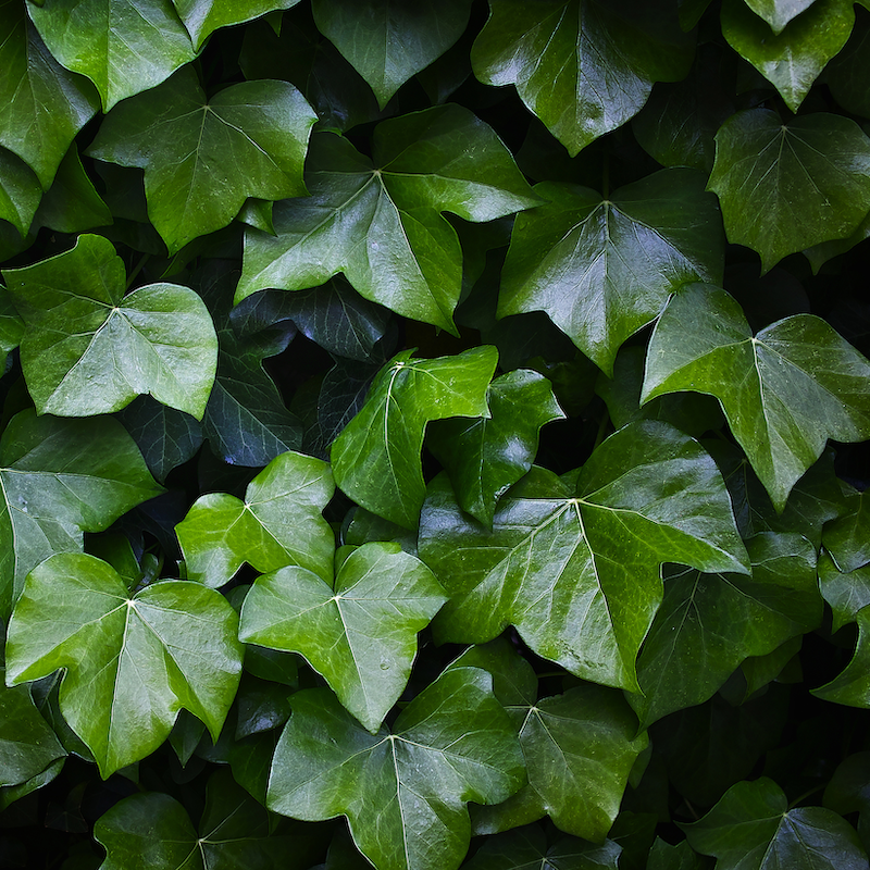 Ivy Leaf Extract