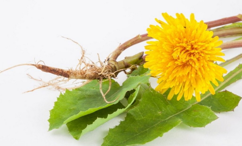 Top Natural Feed Additives Manufacturers and Suppliers in Quebec City