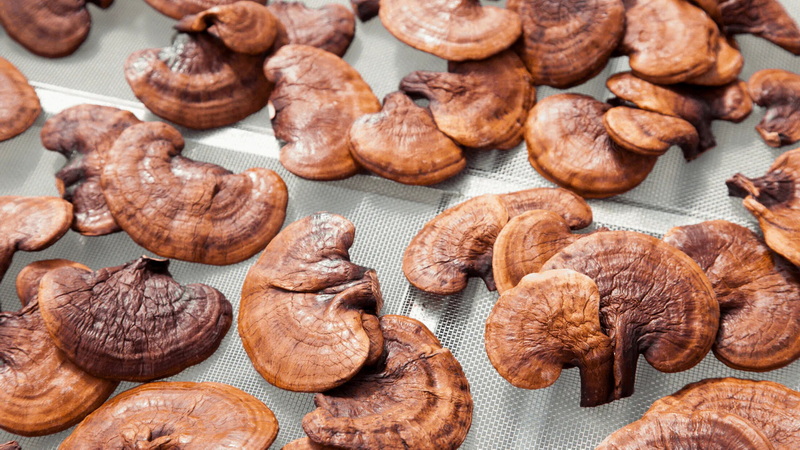 Mushroom Extracts Company