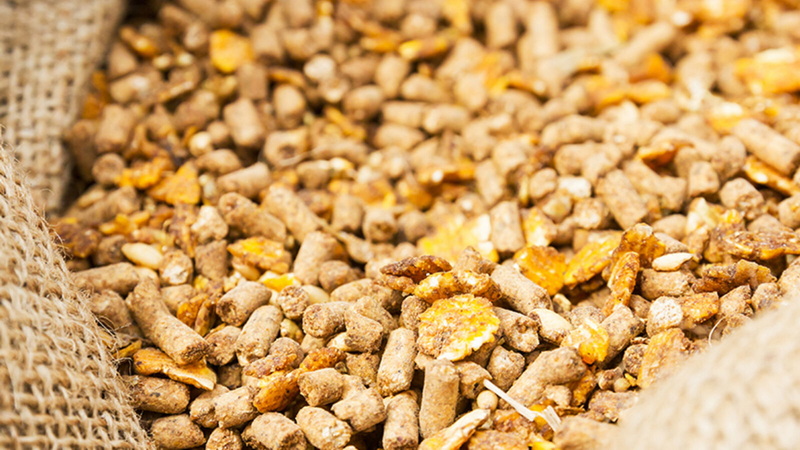 Top Natural Feed Additives Manufacturers in India