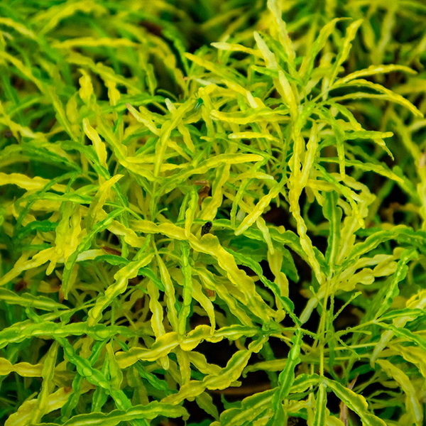 Natural Feed Additives