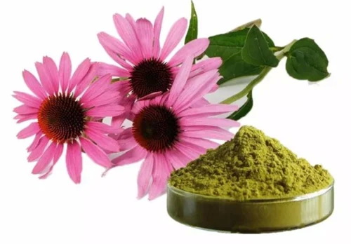 China Echinacea Extract