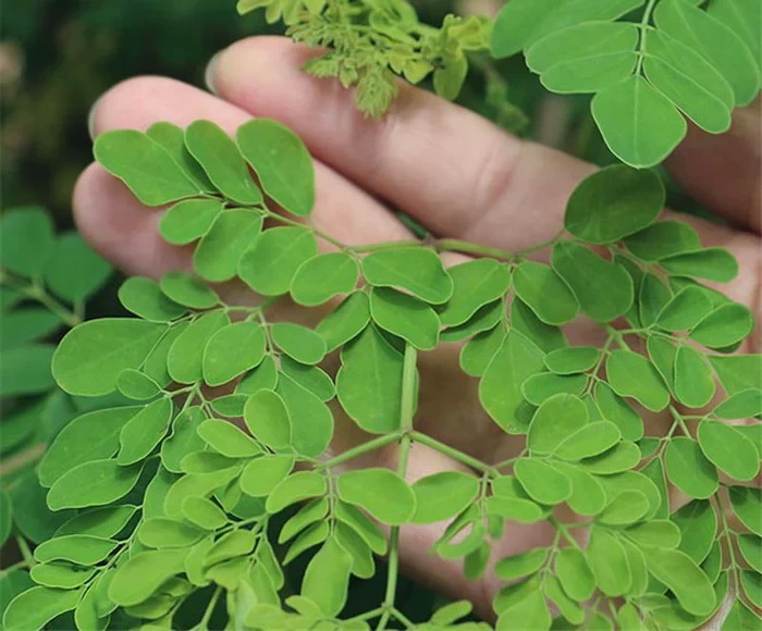 How Is China Moringa Leaf Extract Made?