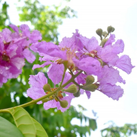 //imrorwxhlqrnlj5q.ldycdn.com/cloud/liBpqKoiliSRlkinrilkjo/Banaba-Leaf-Extract-Corosolic-Acid.png