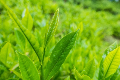 Green Tea Catechins EGCg