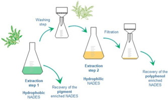 How Is Green Tea Extracted-_2