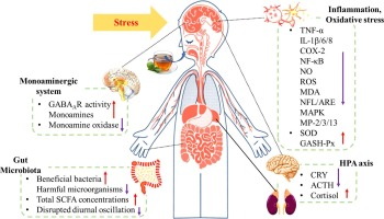 How Long To Get Green Tea Extract Out of System_2