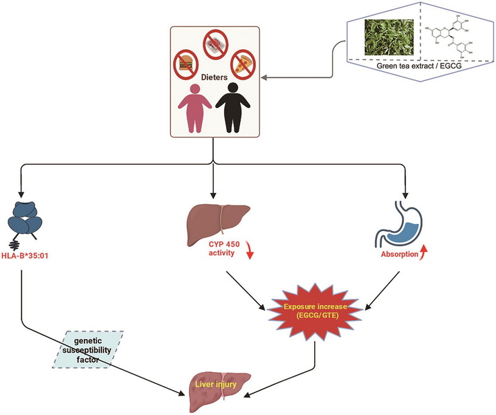 How Much Green Tea Extract Causes Liver Damage_2