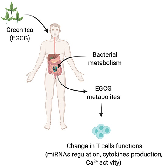How Much Green Tea Extract for Cll?
