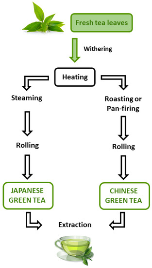 Green Tea Extract_4_6