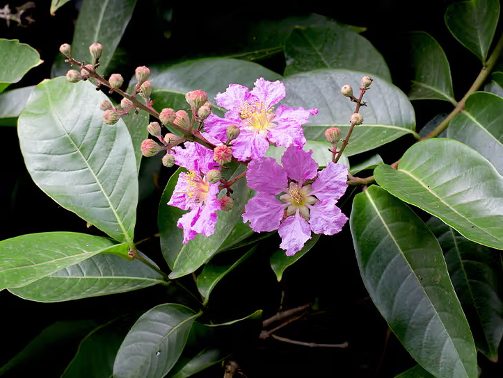 How Does China Banaba Leaf Extract Help Regulate Blood Sugar?