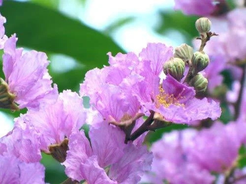 How Does Banaba Leaf Extract Help With Diabetes Management?