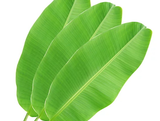 Do Banaba Leaf Extract Wholesalers Offer Discounts For Bulk Orders?