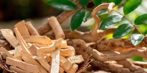 Can Tongkat Ali Extract Improve Sleep Quality