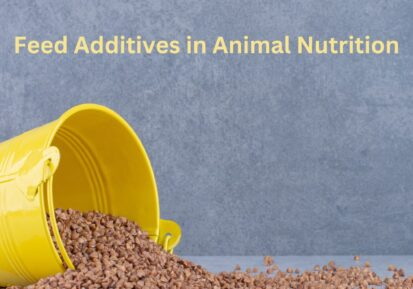 Natural Feed Additives Manufacturer