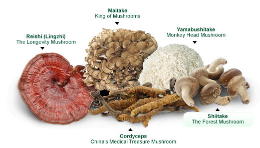 Top Mushroom Extracts Manufacturers in German