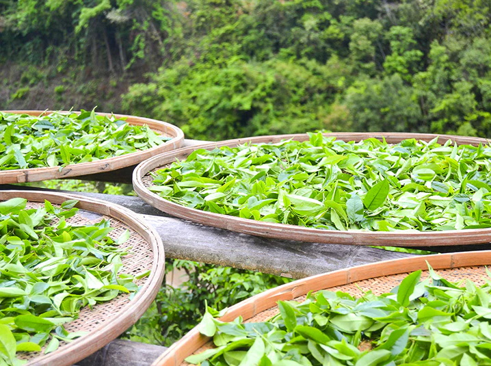 Green Tea Extracts Company