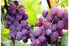 Grapeseed-EX&trade;