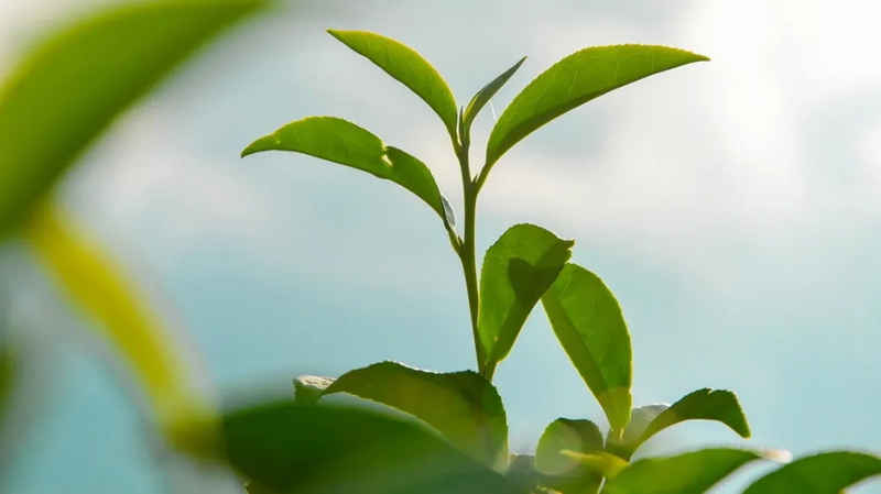 Is Green Tea Extract Bad for Eczema?