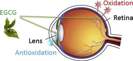 Does Green Tea Extract Affect Eyes_2