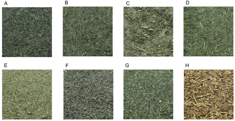 Can Green Tea L-Theanine 60% Improve Athletic Performance?