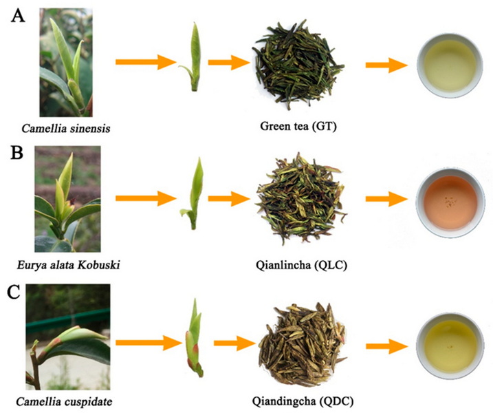 What Is Camellia Oleifera Green Tea Leaf Extract