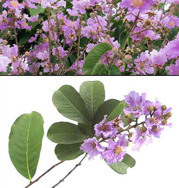 Can Banaba Leaf Extract Improve Your Metabolism?