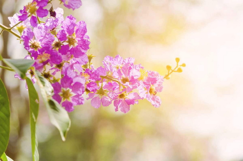 How Does Banaba Leaf Extract Contribute To Functional Foods