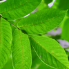 Black Walnut Leaf Powder
