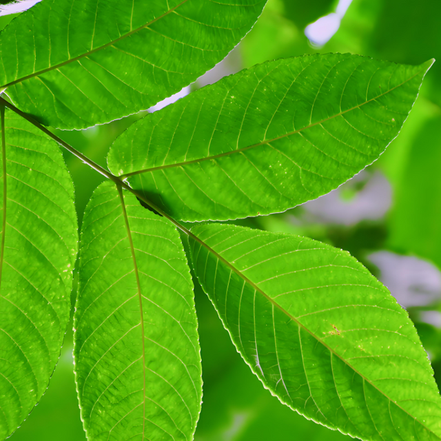 Black Walnut Leaf Powder