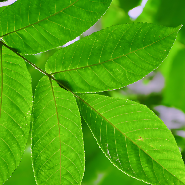 Black Walnut Leaf Powder