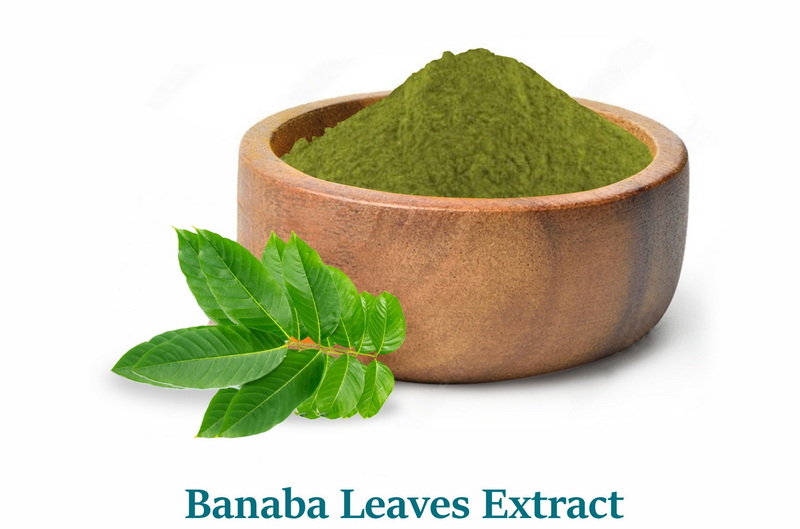 What Are The Common Side Effects of Banaba Leaf Extract