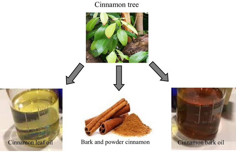 How To Extract Cinnamon Bark Oil?